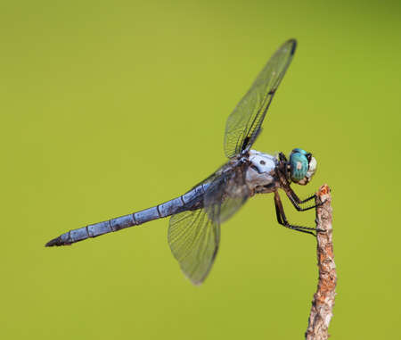 Dragonfly with big blue eyes that is on a dead stickの写真素材