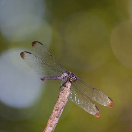 Wings on a dragonfly lit up in the sunlightの写真素材