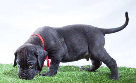 Black great Dane puppy that is sniffing the fake grassの写真素材