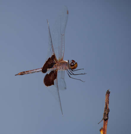 Dragonfly that is about to land on a small stickの写真素材