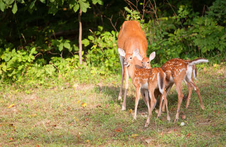 Whitetail deer fawns on the lookout while a doe grazesの写真素材