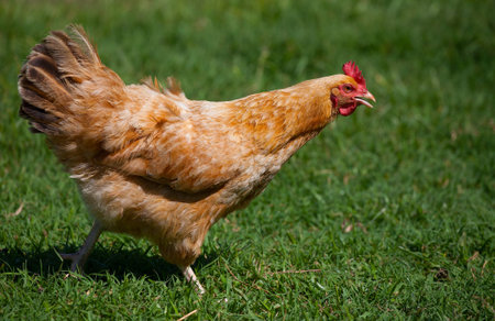 Bright chicken hen that is walking in a hurry on the grassの写真素材