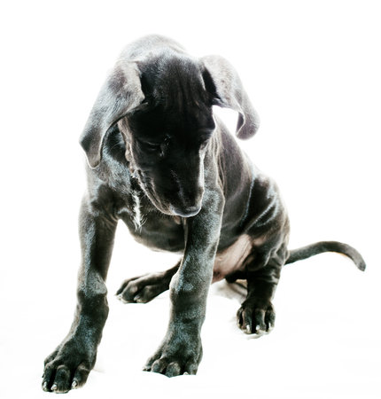 Black great Dane puppy that is looking for something on whiteの写真素材