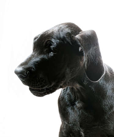 Head shot of a black great Dane puppy on a white backgroundの写真素材