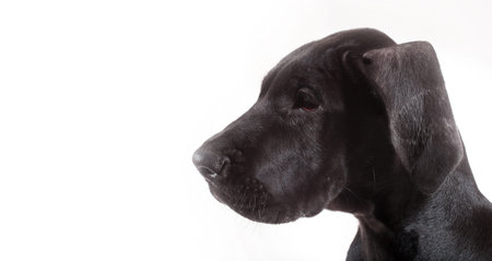 Black great Dane puppy profile with a white background