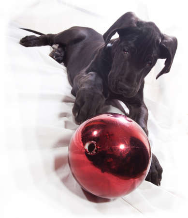 Black great Dane puppy trying to reach a red holiday ornamentの写真素材