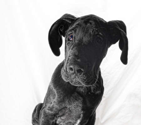 Black great Dane puppy that looks like it has been caught at somethingの写真素材