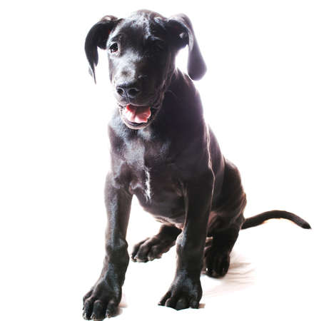 Black great Dane puppy on white with its tongue outの写真素材