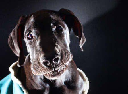 Black great Dane puppy looking right into the cameraの写真素材