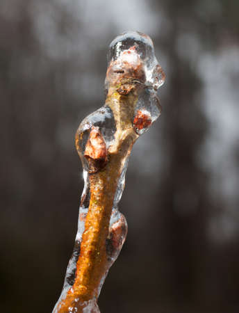 Tree branch with small buds that is covered in iceの写真素材