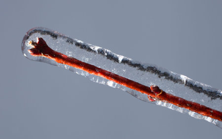 Branch with small buds that is covered in ice