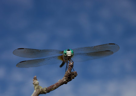 Blue dragonfly that is looking at the camera