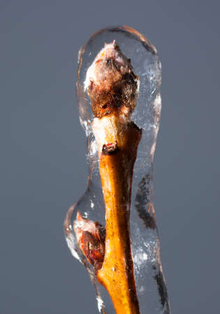 Small branch on a tree that is covered in iceの写真素材