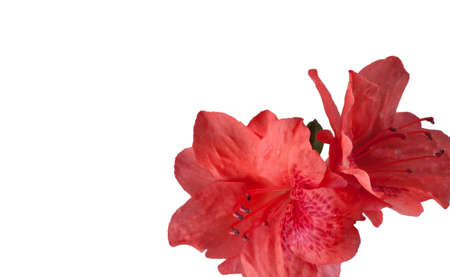 Pink flowers from an azalea bush that are in a corner on whiteの写真素材