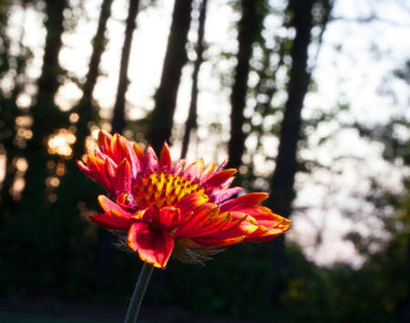 Red and yellow flower with the sun setting behind the treesの写真素材