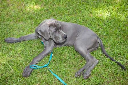Big and grey Great Dane puppy laying on the grassの写真素材