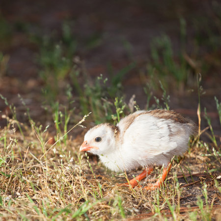 Very young chicken hatchling that is free ranging