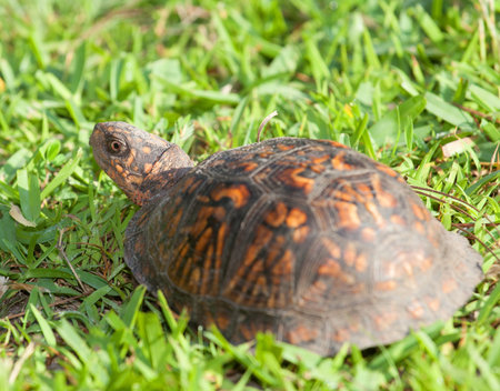 Turtle with its head out looking toward the backの写真素材