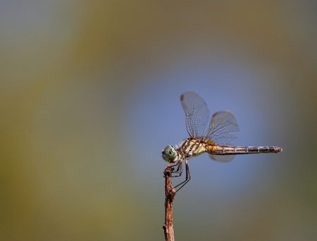 Side view of a dragonfly that has landed on a stick