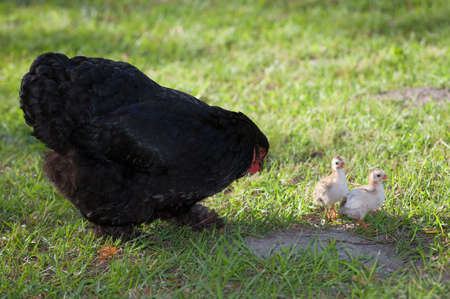 Black chicken hen on the grass with two little chicksの写真素材
