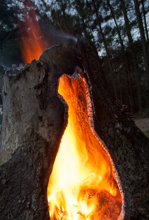 Flames in the middle of a tree stump and flames above