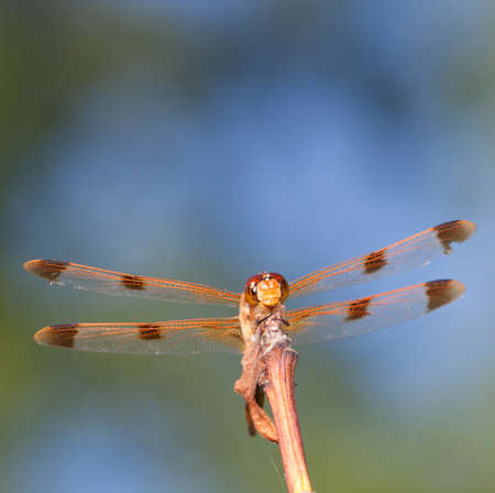 Orange dragonfly perched on a stick looking at the cameraの写真素材