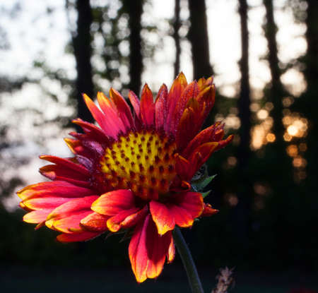 Sun setting behind the trees with a bright flower in the foregroundの写真素材