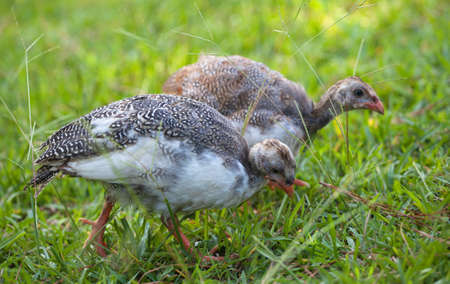 Pair of young guineas that are looking in the grass for foodの写真素材