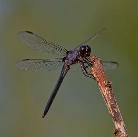 Dragonfly on a stick with its mouth open eating somethingの写真素材