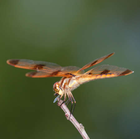 Orange dragonfly that is choking down a bee or horse flyの写真素材