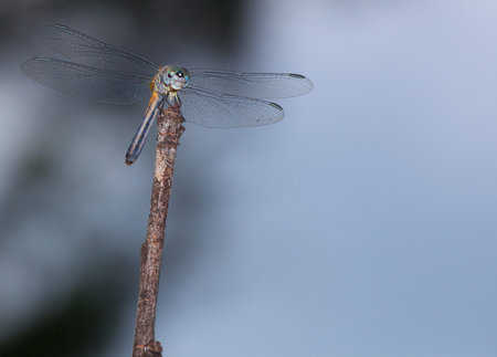 Dragonfly high on a stick waiting for a bug to fly past