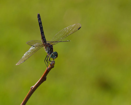 Dragonfly with its tail high in the air with green background