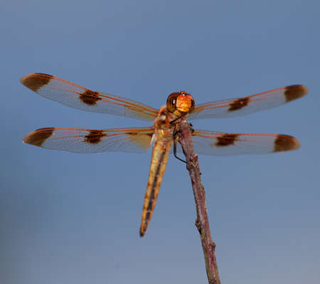 View of an orange eyed dragonfly from just belowの写真素材
