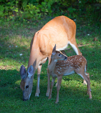 Whitetail deer fawn with a doe eating some grassの写真素材