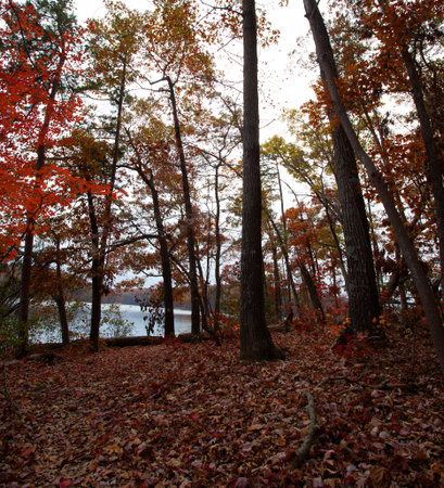Badin Lake in North Carolina afire with fall colors in the treesの写真素材