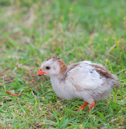 Bird called a guinea that is about a week old
