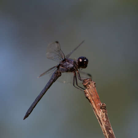 Big dragonfly that is waiting on a stick for a bug to eatの写真素材