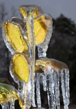 Ice dripping into icicles off the leaves of a plantの写真素材