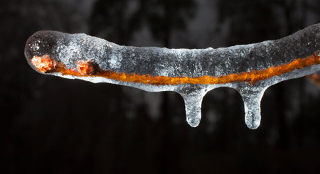 Tree branch that has icicles beginning to form during a storm