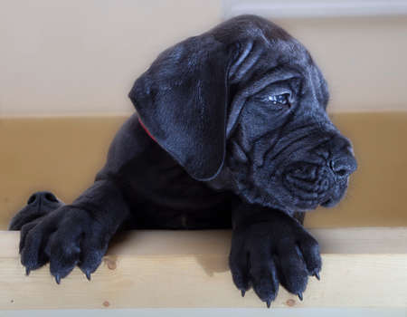 Black Great Dane puppy with another ones nose to the leftの写真素材