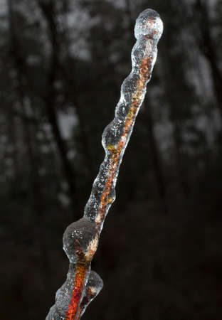 Branch of a tree that is covered in ice after a stormの写真素材