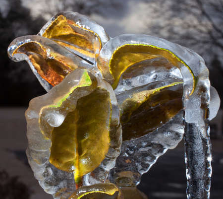 Plant with green and yellow leaves covered in iceの写真素材