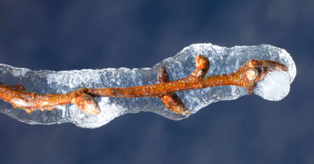 Branch of a tree covered in ice with sky behindの写真素材