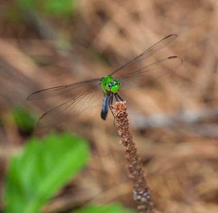Green dragonfly on a stick staring directly at the cameraの写真素材