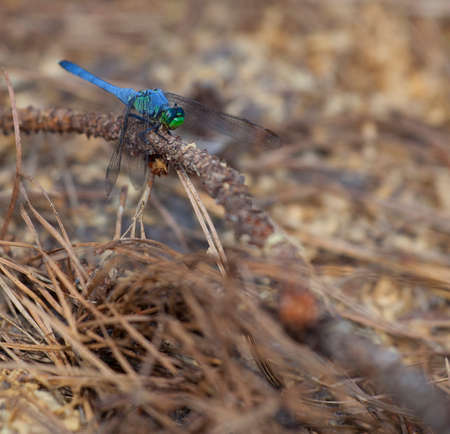 Blue dragonfly with green on its face on a dead pine branchの写真素材