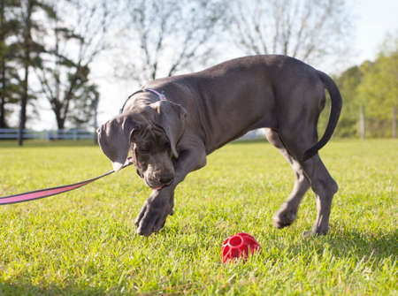 Grey Great Dane puppy on a leash going after a ballの写真素材