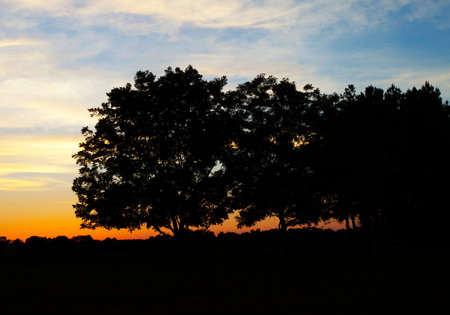 Sun setting behind a dark row of pecan trees