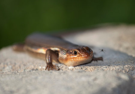 Skink on bricks that is watching a fly come closer