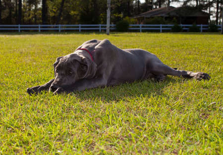 Gray Great Dane puppy that looks like it is very sadの写真素材