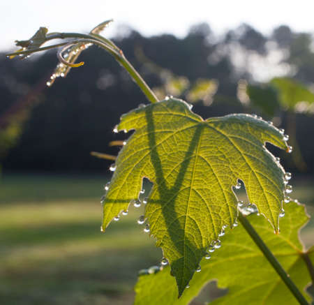 Grapevine and leaves that are dripping with morning dewの写真素材